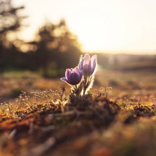 tulip-breaking-ground-in-spring-mental-wellness-alive-counselling-kelowna-therapist